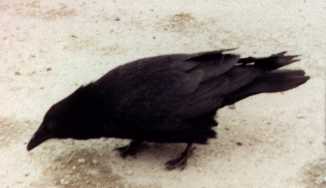 Raven picture