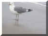seagull_facing_lbi.JPG (60817 bytes)