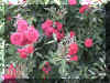 dunellen_roses.JPG (119600 bytes)