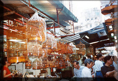 Bird Market