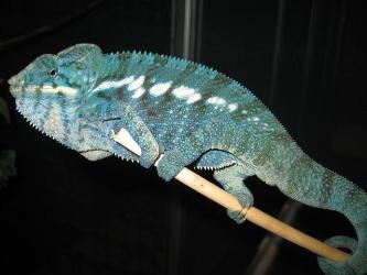 True Blue Nosy Be Panther Chameleon