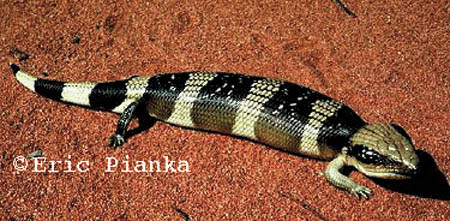 WESTERN BLUETONGUE SKINK - tiliqua occipitalis