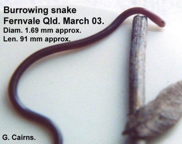 Burrowing Snake - Ramphotyphlops wiedii