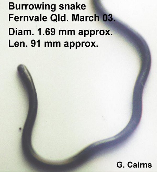 Burrowing Snake - Ramphlotyphlops wiedii