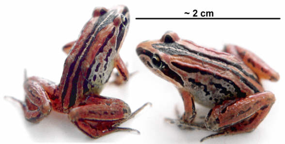 Frog Fernvale May 2004