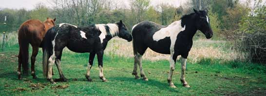 valley pasture horses