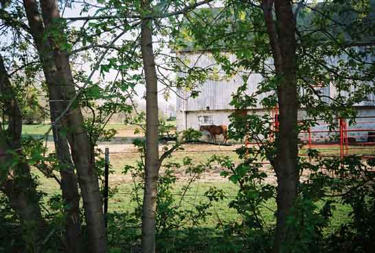 a horse drinking some water by the barn