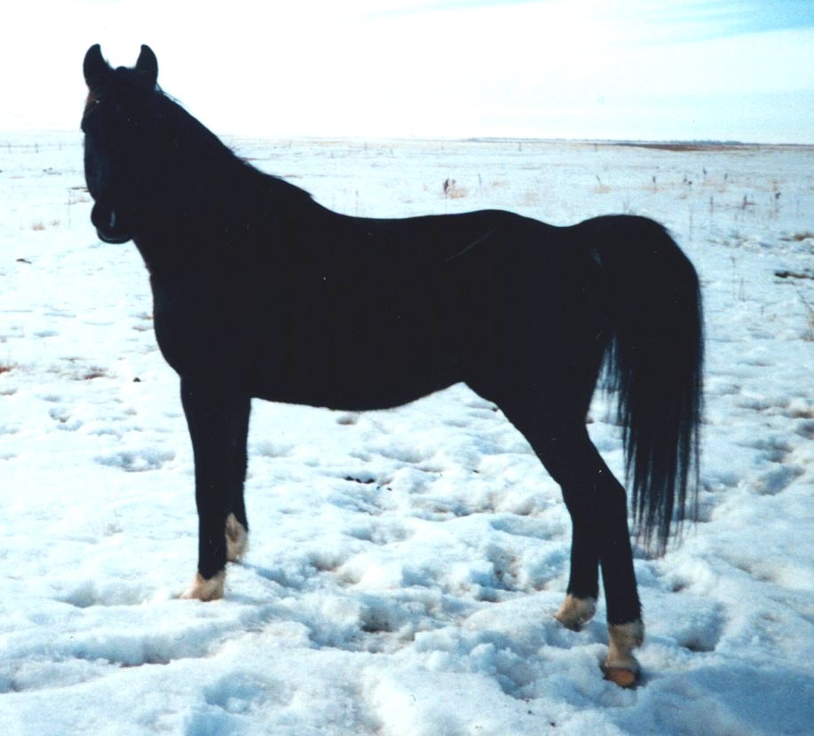 Ace Standing In Snow