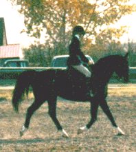 Me and Ace doing Dressage!