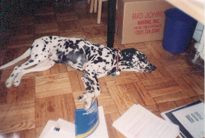 maverickdcfloor.jpg (65148 bytes)