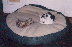 sabinedogbed.jpg (61964 bytes)