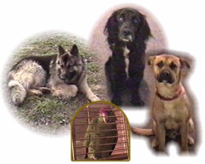 Max, Odie, Jake, & Buddy
