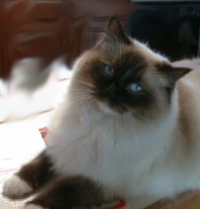 Ragdoll Cat looking proud