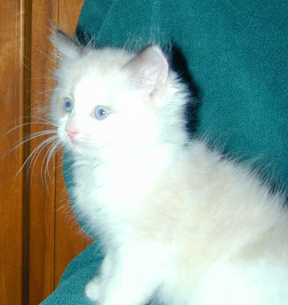 Sweet Ragdoll Kittens