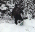  snowshoeman 