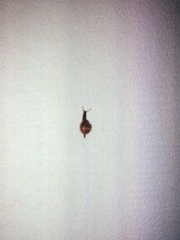  a snail on my scanner! 