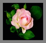 Flower of Friendship