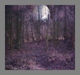 Perspectives from within