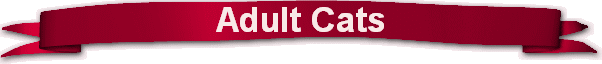 Adult Cats