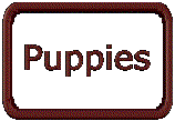 Puppies