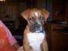 Bronco- our newest baby boy boxer