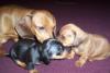 Daisy (our female mini dachshund) and her pups