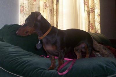Emmitt -our male mini dachshund