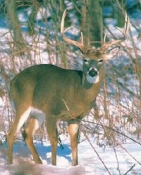 North American Outfitters
 WIDTH=