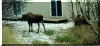 moose.gif (404523 bytes)