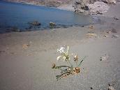 Een bloem op het strand van Agios Pavlos.