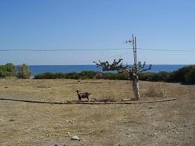 Vatos, Kreta