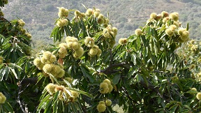 Kastaniafolia Taverna in Elos, Kissamos, Kreta, Crete