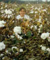 cotton1998.jpg (162799 bytes)