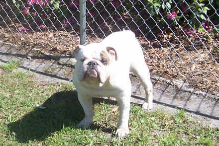 English Bulldog Butch Litter Sire