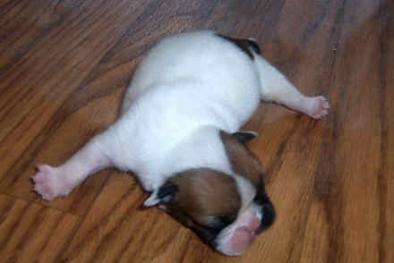 English Bulldog Male Puppy