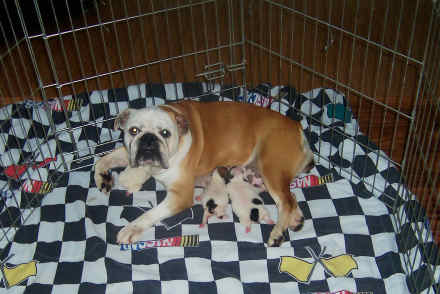 English Bulldog Puppies