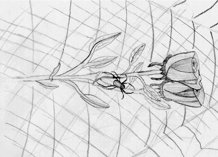 Hand Drawn Rose-Spider & Web