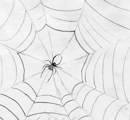 Hand Drawn Spider & Web