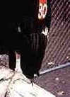 captive condor