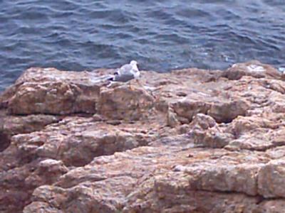 Another Seagull