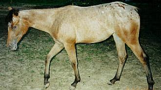 Lady - yearling photo