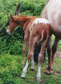 Poco/Missy 2000 foal