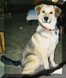 Ringo2.jpg (118251 bytes)