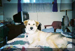 Ringo7.jpg (94505 bytes)