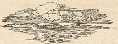 XX. Jungle Island Again