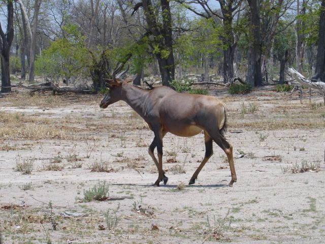 Kudu