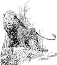 Numa Line Drawing by St. John