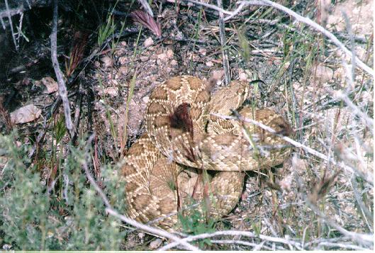 Mojave Rattlesnake