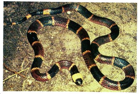 Arizona Coral Snake