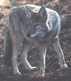 Coyote Picture